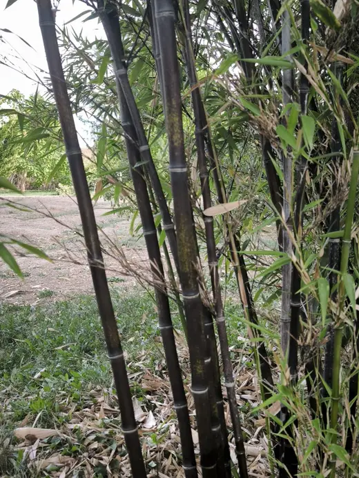 Bambous aux chaumes sombres, en bordure d'allée