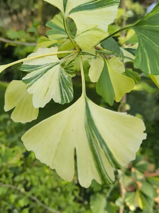 Feuilles en éventail d'un ginkgo, panachées de vert et de jaune