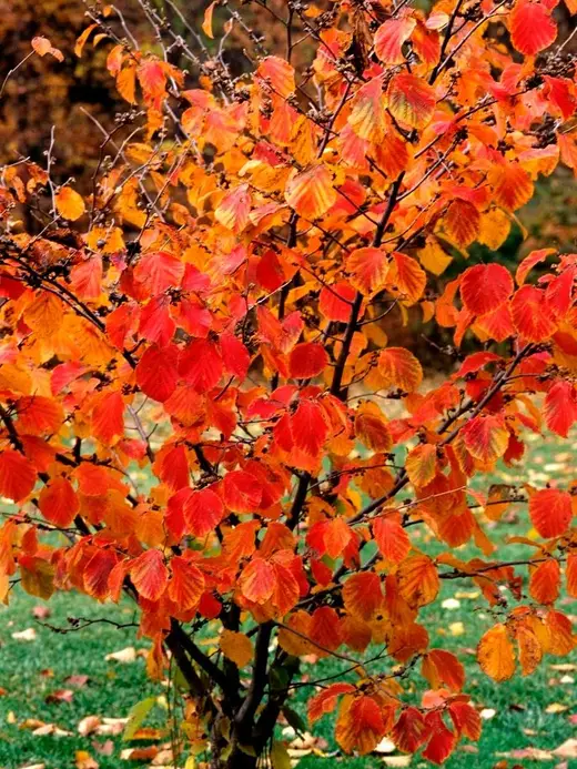 Feuillage rouge et orange d'un arbuste à l'automne
