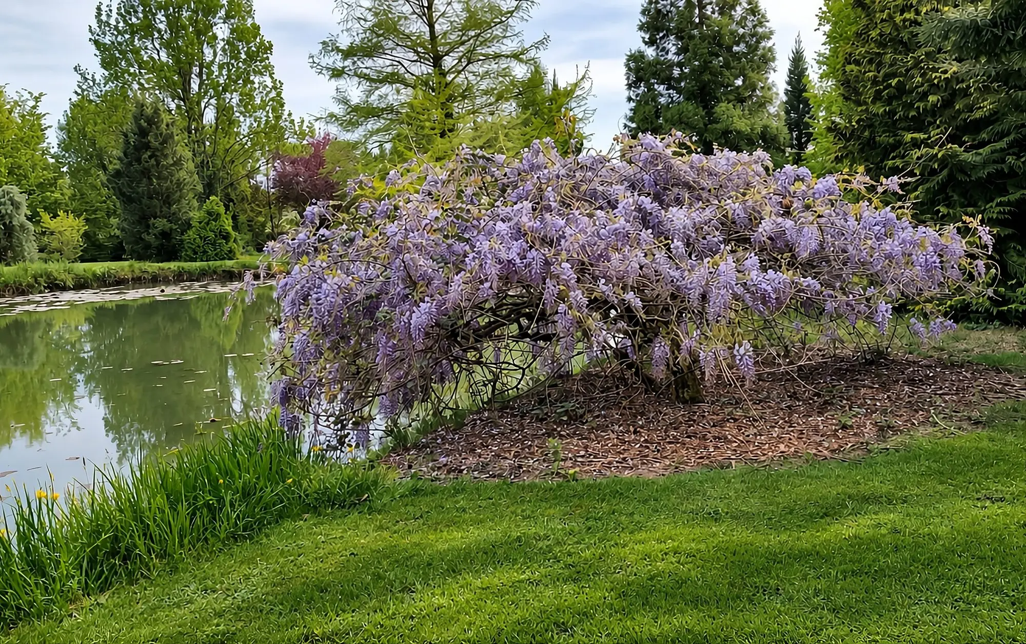 Glycine en pleine floraison retombant au bord du plan d'eau