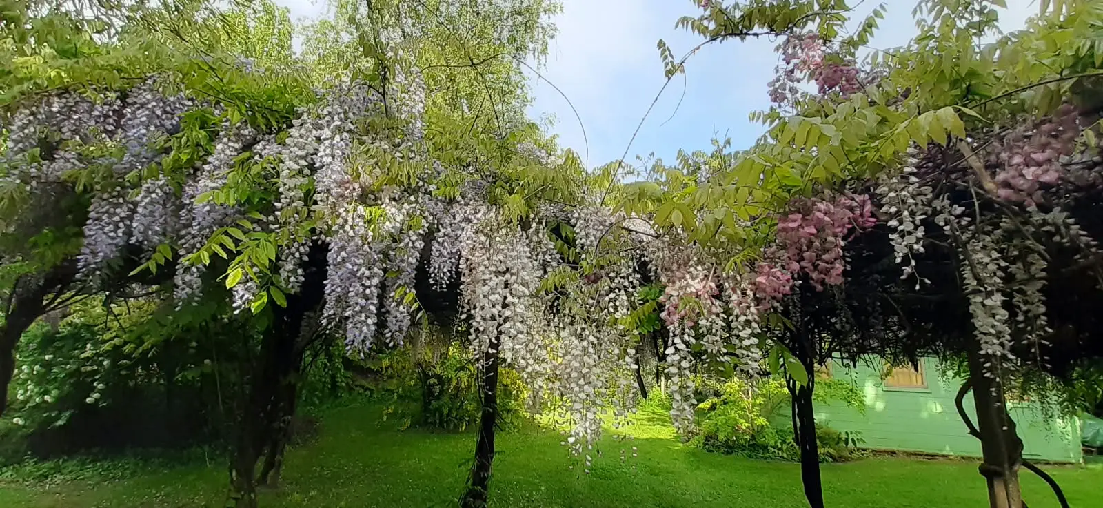 Longues grappes de glycine blanche retombant de la tonnelle