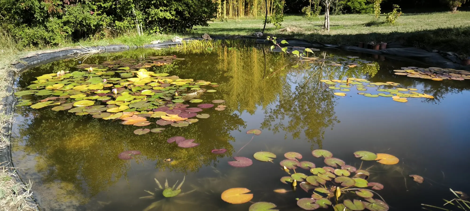 Mare aux nénuphars verts et pourpres, où se reflètent les arbres de l'arboretum
