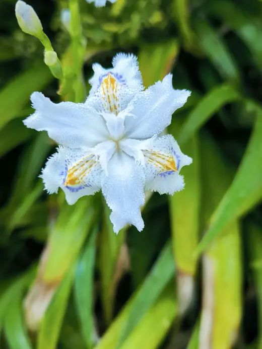 Fleur d'iris blanche veinée de bleu