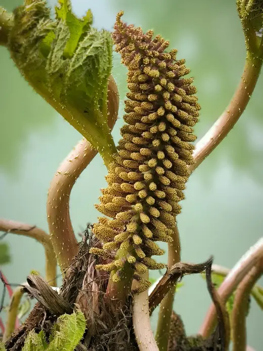 Épi de fleurs d'un gunnera, dressé entre les tiges