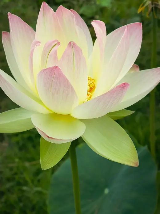 Fleur de lotus rose pâle épanouie