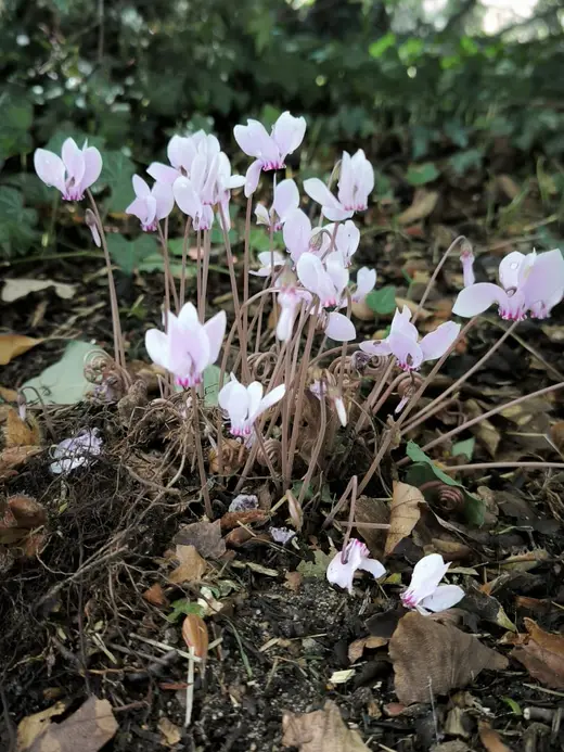Cyclamens roses en fleurs dans le sous-bois