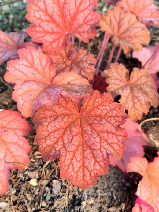 Feuilles rouge orangé d'une heuchère